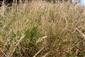 Bočné, menšie pramenisko na južnom svahu terasy. V súčasnosti (1. 9. 2019) súvisle zarastené trávou Deschampsia cespitosa.