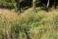 Posledné jedince Cholearia pyreniaca na temeni terasy. Je otázkou času, kedy ich celkom prerastie Deschampsia cespitosa a iné vysoké druhy rastlín a výskyt toho reliktného druhu tu bude minulosťou. (1. 9. 2019).