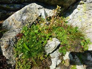 Cochlearia tatrae na lokalite