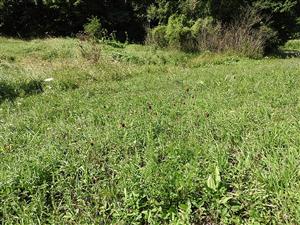 pohľad na TML_ColiMyrm_004 Moravské Lieskové - Brestové dňa 2. augusta 2019 - aktuálny stav živnej rastliny modráčikov (NATURA 2000)  Phengaris nausithous a Phengaris teleius