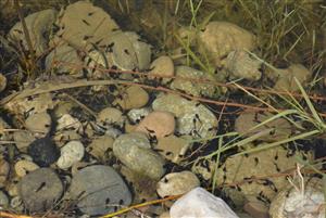 larvy Amphibia