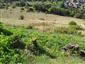 jašterica múrová (29.8.2019)