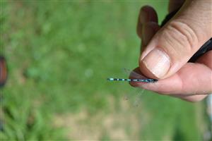 Samec Coenagrion ornatum na lokalite Lesenice