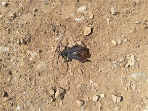 Cerambyx cerdo