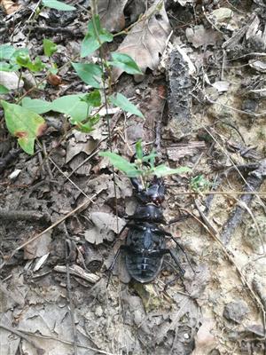 Lucanus cervus M - úhyn