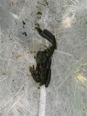 Hirudo medicinalis