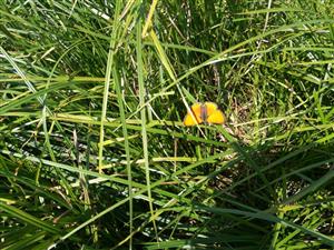 Lycaena dispar