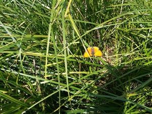 Lycaena dispar