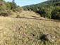 jašterica múrová (13.9.2019)