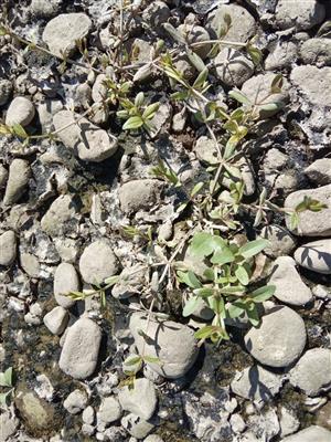 Lindernia procumbens