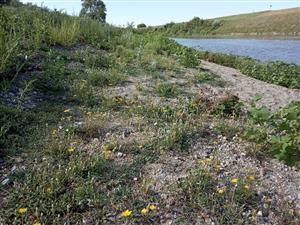 Porast Crepis foetida na štrkovej lavici