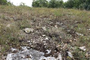 Porast Pi5 na plytkej skeletnatej vápencovej pôde