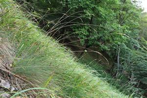 Festuca amethystina