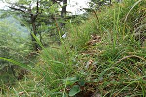 Adenophora liliifolia