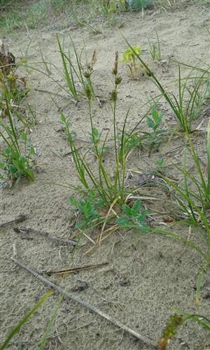 Carex liparocarpos