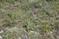 Vegetácia s Festuca pallens, Astragallus onobrychis a Helianthemum ovatum na skalnatom vápencovom substráte
