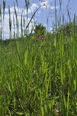 Lathyrus nissolia