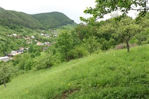 Celkový pohľad. Na ploche sú ovocné stromy - jablone. V poraste Tephroseris longifolia moravica