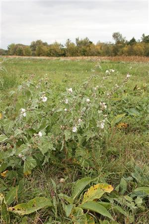 Althaea officinalis