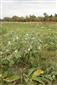 Althaea officinalis