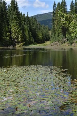 Celkový pohľad na lokalitu s druhom Potamogeton natans na vodnej hladine