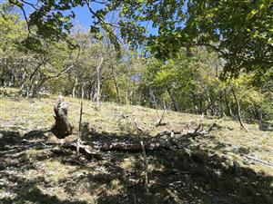 biotop dubového lesa na TMP4