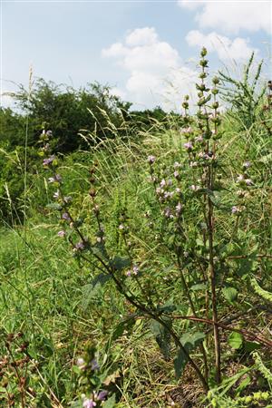 Phlomis tuberosa