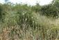 Xeranthemum foetidum