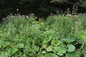 Porasty Petasites hybridus