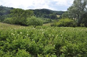 Celkový pohľad - porast Filipendula ulmaria