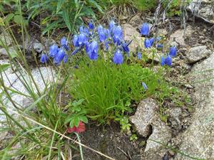 Campanula tatrae na TML