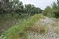 Rieky s bahnitými až piesočnatými brehmi s vegetáciou zväzov Chenopodionrubri p.p. a Bidentition p.p. (6.9.2019)