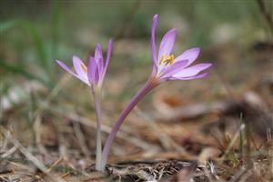 Colchicum arenarium - rastlina