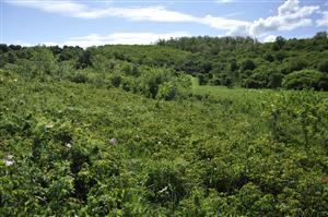 Porast xerotermných krovín s Rosa gallica v mozaike s Lk1