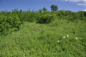 Porast Lk1 v mozaike s Kr6