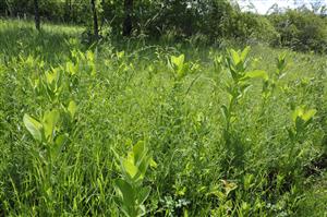 Asclepias syriaca