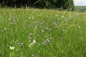 Porast Lk1 s Campanula patula, Leucanthemum vulgare a Filipendula vulgaris