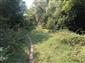 jašterica bystrá (26.8.2019)
