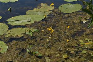 Porast druhov Nuphar lutea, Utricularia australis, Hydrocharis morsus-ranae a Rorippa amphibia