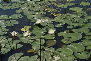 Porast s dominanciou Nymphaea alba