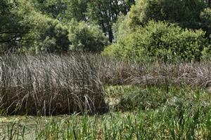 Pohľad na centrálnu časť lokality s fragmentami žaburinkových spoločenstiev uprostred porastov druhov Schoenoplectus lacustris, Glyceria maxima, Typha latifolia, Carex riparia