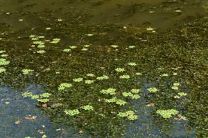 Pohľad na porasty druhov Trapa natans a Ceratophyllum demersum