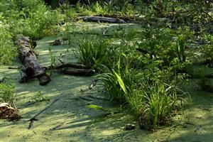 Pohľad na okraj ramena, porasty druhov Carex pseudocyperus, Cicuta virosa, Rumex hydrolapathum a Phellandrium aquaticum a na hladine Hydrocharis morsus-ranae, Lemna minor, Spirodella polyrhiza a Salvinia natans