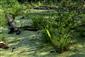 Pohľad na okraj ramena, porasty druhov Carex pseudocyperus, Cicuta virosa, Rumex hydrolapathum a Phellandrium aquaticum a na hladine Hydrocharis morsus-ranae, Lemna minor, Spirodella polyrhiza a Salvinia natans
