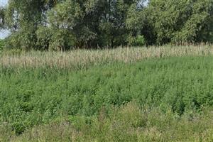 Celkový pohľad na TML Kapoňa