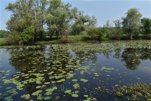 Pohľad na porasty druhov Nuphar lutea v centrálnej časti, Sagittaria sagittifolia a Rorippa amphibia v okrajovej časti