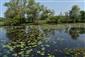 Pohľad na porasty druhov Nuphar lutea v centrálnej časti, Sagittaria sagittifolia a Rorippa amphibia v okrajovej časti