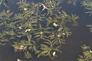 Porast s dominanciou submerzného druhu Potamogeton lucens