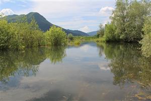 tml - časť, kde boli pozorované jedince L. caudalis
