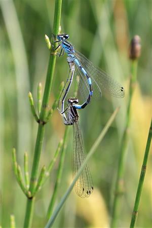 párenie C. ornatum